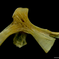 photo of Saithe hyomandibular medial view