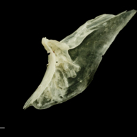 photo of Garfish subopercular lateral view