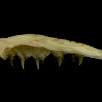 photo of Trout vomer lateral view