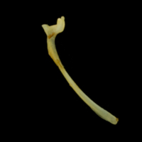 photo of Bullhead maxilla medial view