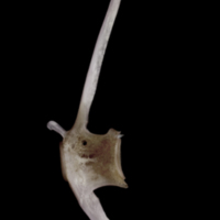 photo of Red seabream precaudal vertebra lateral view