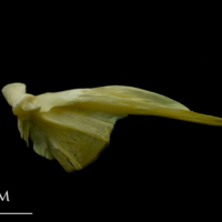 photo of Saithe quadrate medial view