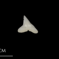 photo of Blue Shark teeth medial view