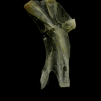 photo of Sandsmelt hyomandibular lateral view