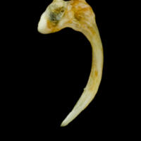 photo of Common sole maxilla lateral view