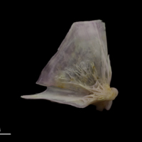 photo of Tub gurnard quadrate medial view