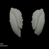 photo of Zander otolith(s) detail view