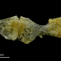 photo of Ruffe ceratohyal epihyal complex medial view