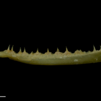 photo of Arctic Char maxilla lateral view