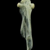 photo of Red mullet hyomandibular lateral view