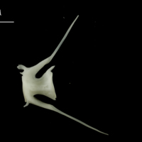 photo of Ling caudal vertebra lateral view