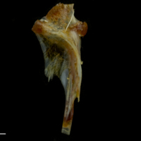 photo of Black seabream hyomandibular lateral view