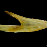 photo of Saithe dentary medial view