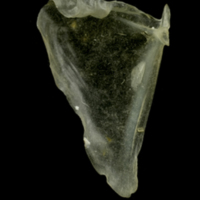 photo of Sandsmelt opercular medial view