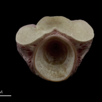 photo of Meagre first vertebra anterior view