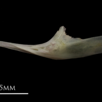 photo of European eel for assessment lateral view