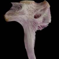 photo of Meagre hyomandibular medial view