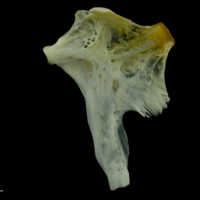 photo of European seabass hyomandibular medial view