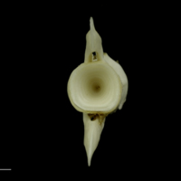 photo of Grey Triggerfish caudal vertebra posterior view