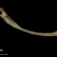 photo of Shore rockling maxilla medial view