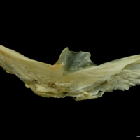 photo of Saithe preopercular lateral view