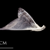 photo of Atlantic herring articular lateral view