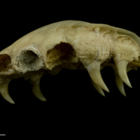 photo of Trout pharyngeal lateral view