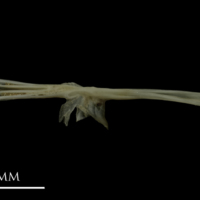 photo of Eelpout parasphenoid ventral view