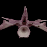 photo of Wels catfish first vertebra anterior view