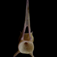 photo of Tub gurnard precaudal vertebra anterior view