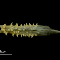 photo of European smelt vomer dorsal view