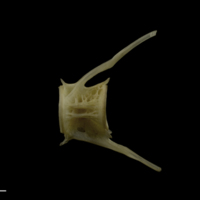 photo of Zander caudal vertebra lateral view