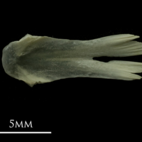 photo of Grayling vomer ventral view