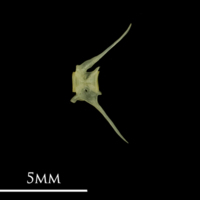 photo of Bullhead caudal vertebra lateral view