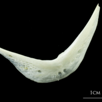 photo of European plaice preopercular lateral view