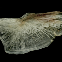 photo of Atlantic halibut subopercular medial view