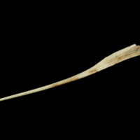 photo of Garfish premaxilla lateral view