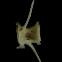 photo of Common pandora caudal vertebra lateral view