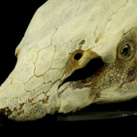 photo of Sturgeon skull detail view