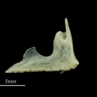 photo of Red mullet premaxilla medial view