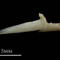 photo of European eel articular lateral view