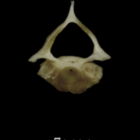 photo of Eelpout first vertebra anterior view