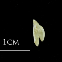 photo of Ballan wrasse otolith(s) detail view