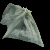 photo of European seabass opercular medial view