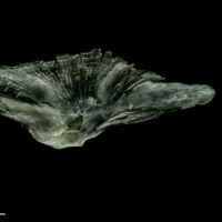 photo of Common sole for assessment medial view