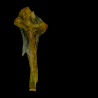 photo of Grey gurnard hyomandibular lateral view