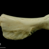 photo of Haddock ceratohyal lateral view