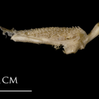 photo of White grouper pharyngeal dorsal view