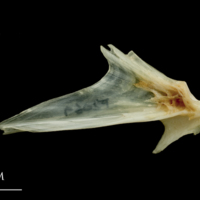 photo of Haddock articular lateral view