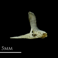 photo of Three-spined stickleback premaxilla medial view